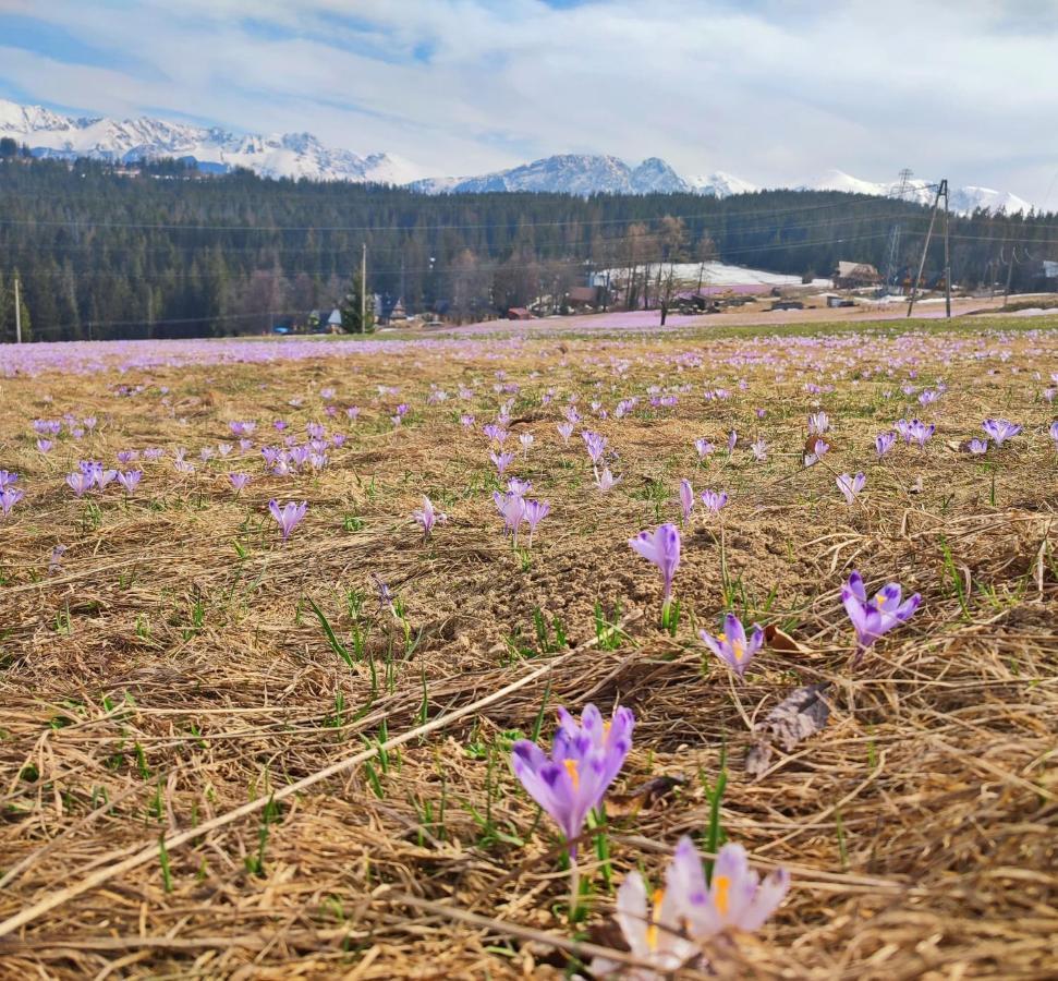 Willa Juna Tatry Nowe Bystre Luaran gambar